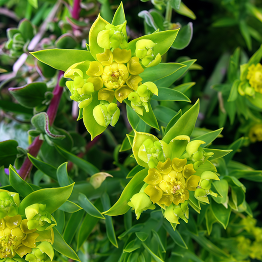 Sun Spurge Seeds - Yellow
