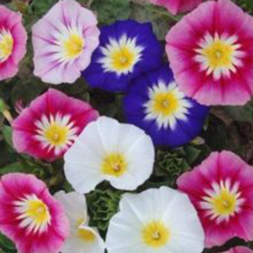 Mix Dwarf Morning Glory Seeds
