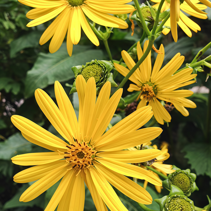 Cup Plant Seeds