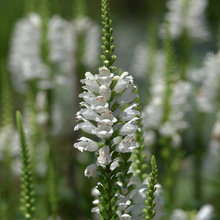 Physostegia Seeds - White