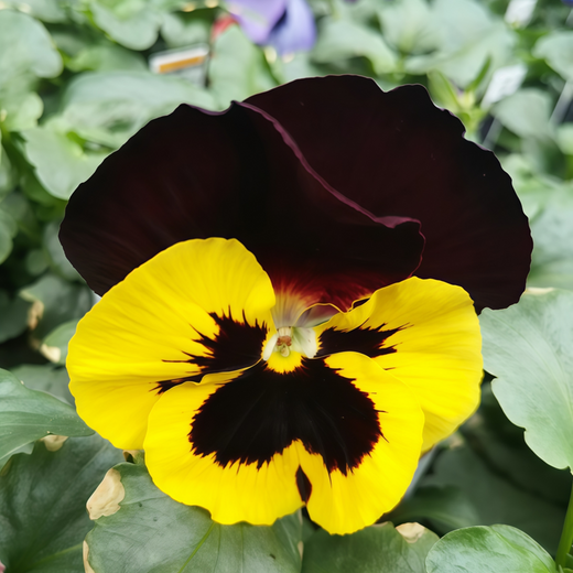 Pansy Seeds - Brown Edge Yellow Center