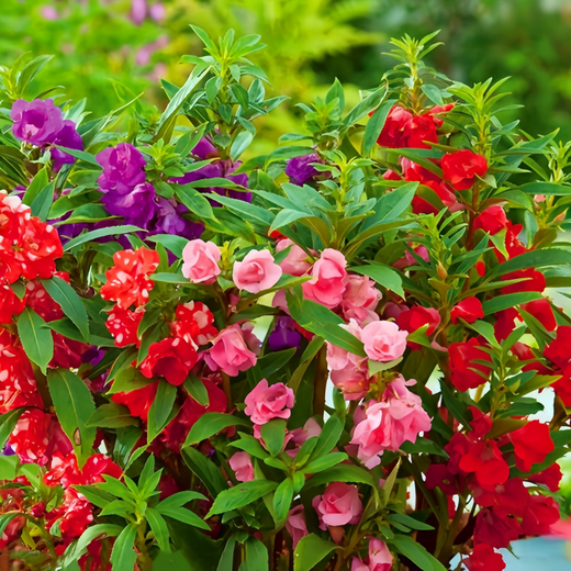 Impatiens Balsamina Seeds - Mix