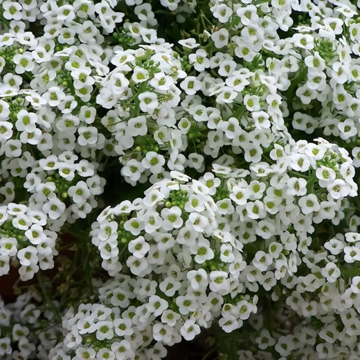 White Red Sweet Alyssum Seeds
