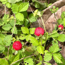 Indian Mock Strawberry Seeds