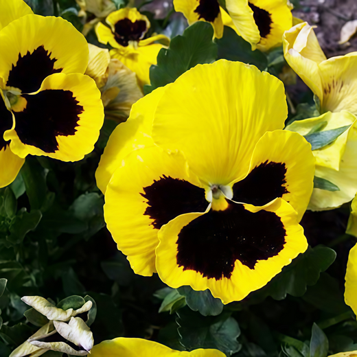 Pansy Seeds - Yellowish Brown Spots