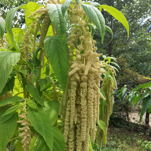 Yellow Love Lies Bleeding Amaranth Seeds