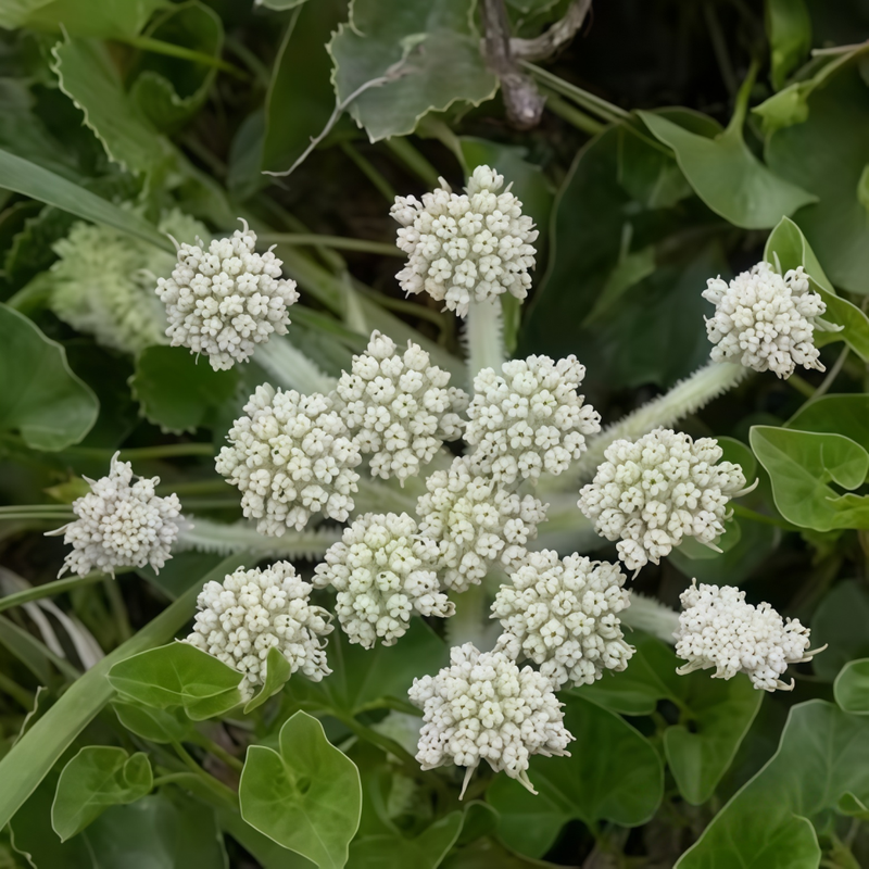Glehnia Littoralis Seeds