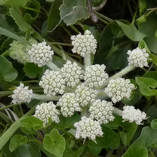 Glehnia Littoralis Seeds