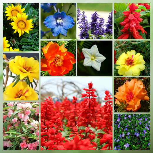 Heat Resistant Wildflower Mix
