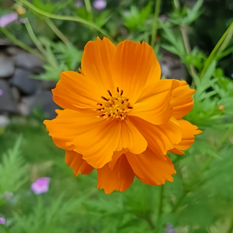 Orange Cosmos Seeds