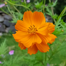 Orange Cosmos Seeds