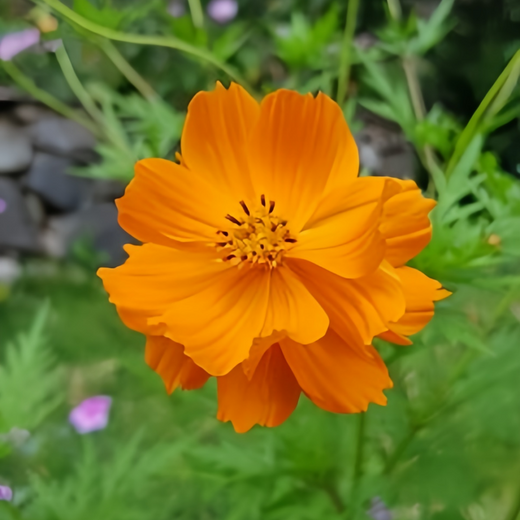 Orange Cosmos Seeds