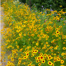 Moisture Resistant Wildflower Mix