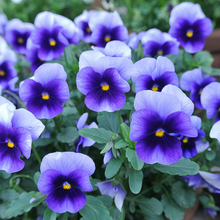 Pansy Seeds - Blue White Wing