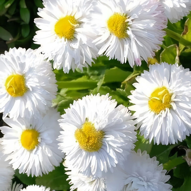Bellis Seeds White Double Large Flower