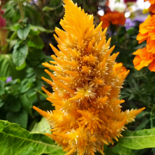 Golden Yellow Celosia Seeds