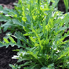 Arugula Seeds