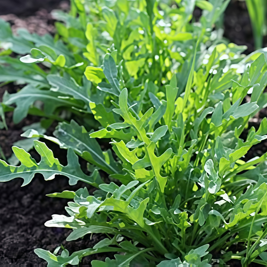 Arugula Seeds