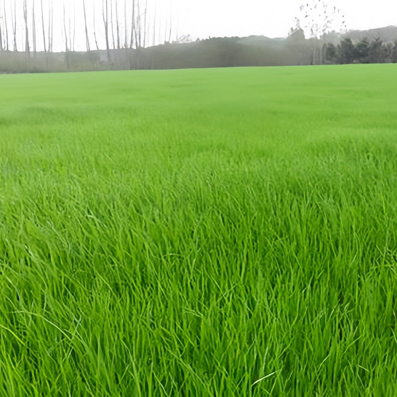 Watchdog Grass Seed