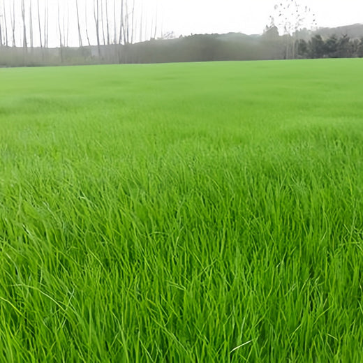 Watchdog Grass Seed