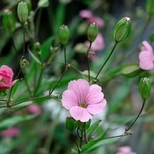 Cowherb Seeds