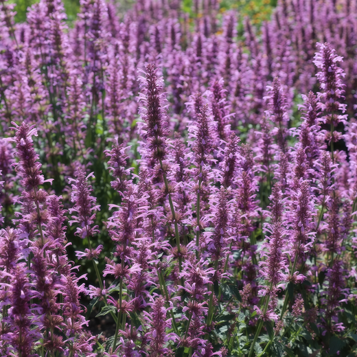 Light Red Purple Korean Mint Seeds