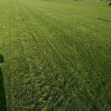 Ruby Grass Seed