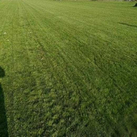 Ruby Grass Seed