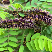 False Indigo Bush Seeds