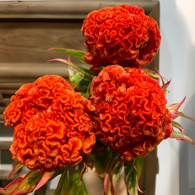 Orange Red Celosia Seeds