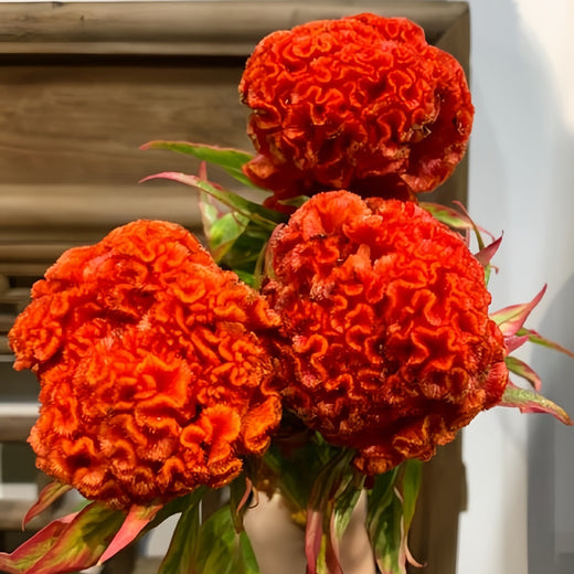 Orange Red Celosia Seeds
