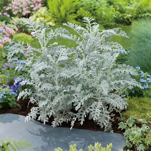 Dusty Miller Seeds - Silver Gray Leaves