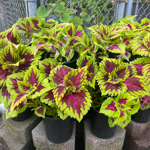 Coleus Seeds - Rainbow Mix