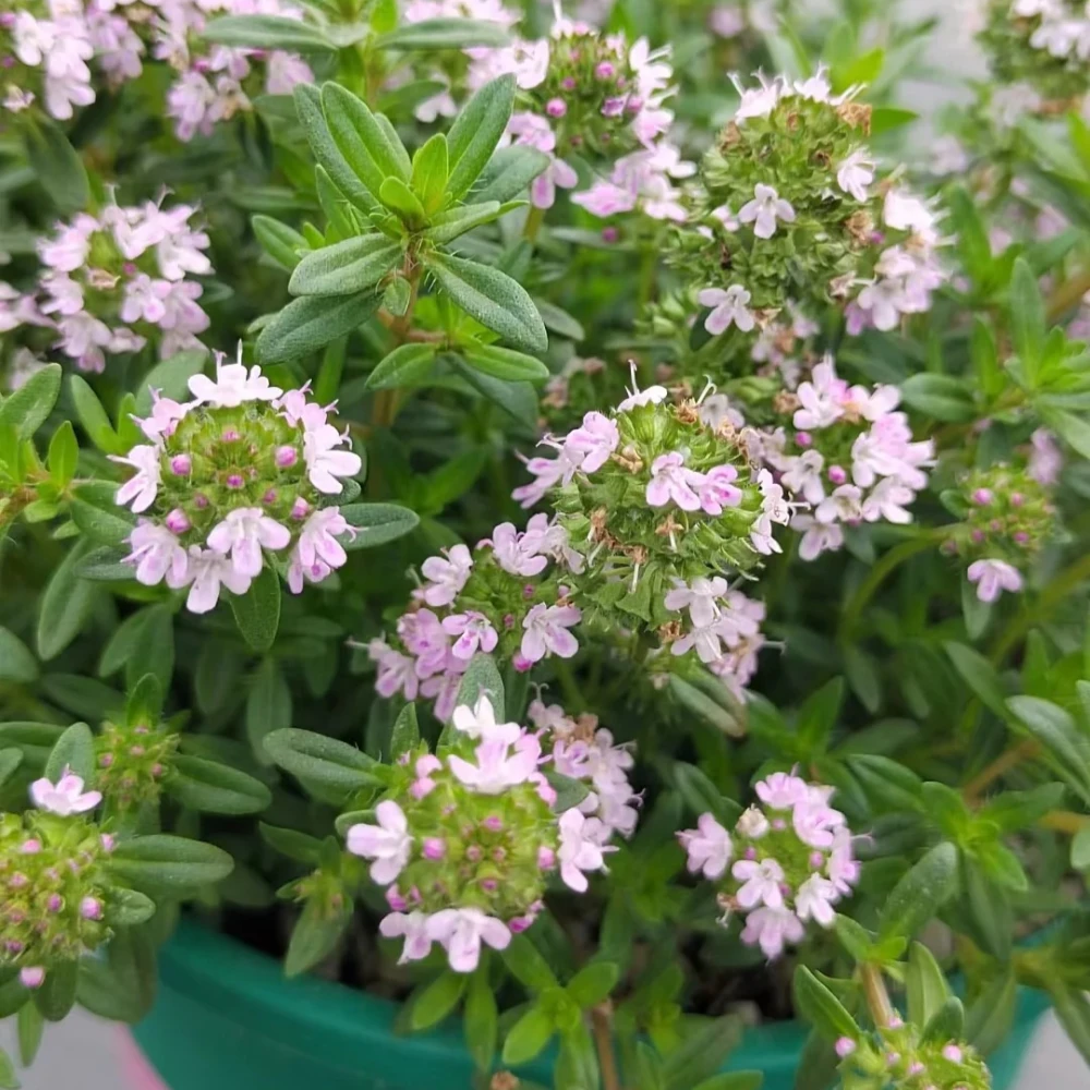 Creeping Thyme Seeds – Pink Beautiful Ground Cover