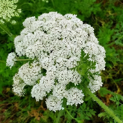 Cnidium Monnieri Seeds
