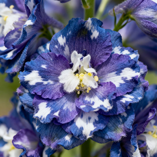 Delphinium Seeds - Mix