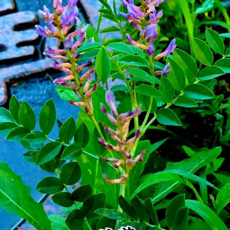 Licorice Seeds