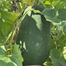 Green Wax Gourd Seeds