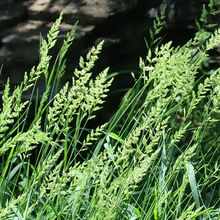 Reed Fescue Seeds