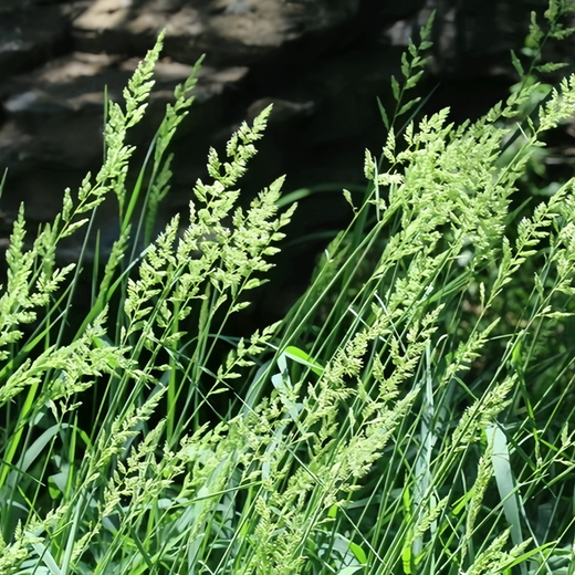Reed Fescue Seeds