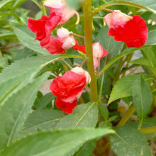 Impatiens Balsamina Seeds - Red