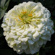 White Zinnia Seeds