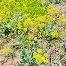 Woad Seeds