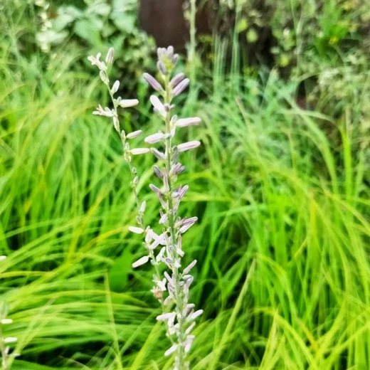 Anemarrhena Seeds