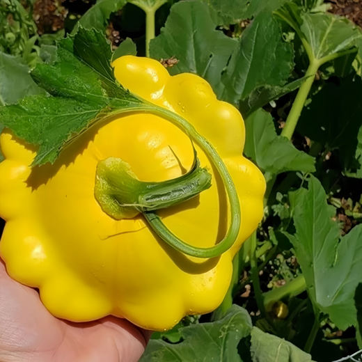Champion Yellow Squash Seeds
