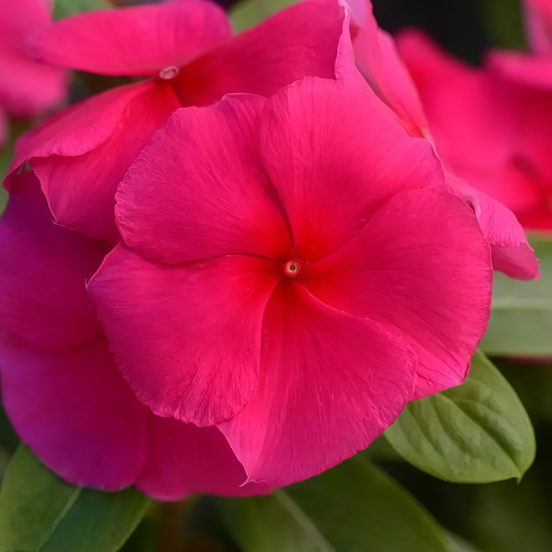 Vinca Seeds - Rose Red