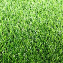 Pixie Grass Seed