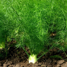 Brown Dill Seeds