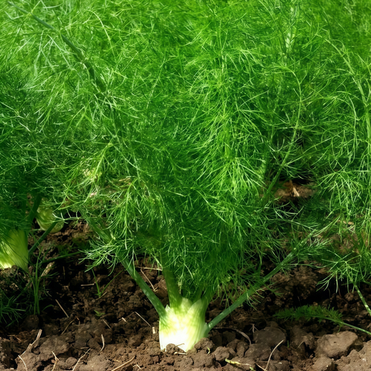 Brown Dill Seeds