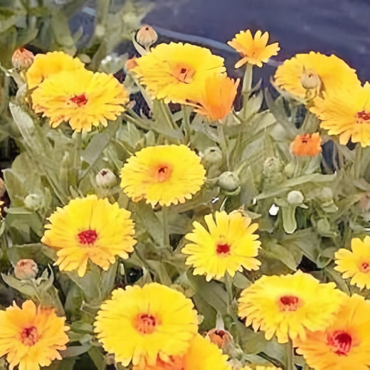 Yellow Calendula Seeds